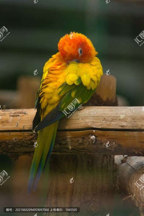 站立的鹦鹉睡在木头上高清图片下载-正版图片505521850-摄图网