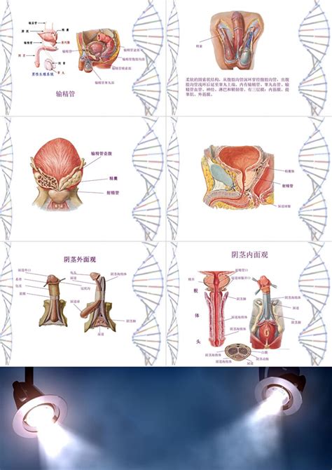 生殖系统图图片
