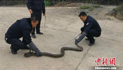 修路挖出2.4米长冬眠缅甸蟒 胆大村民将蟒蛇抱回村内_荔枝网新闻