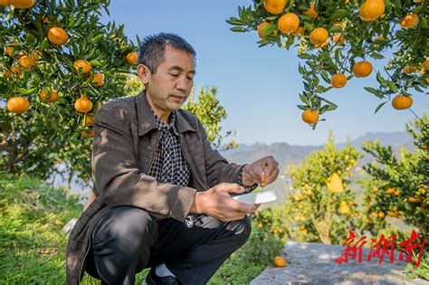 泸溪县着力提升柑橘品质 打造湖南省水果千亿产业 - 泸溪县 - 新湖南