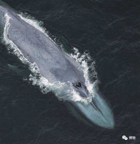 与鲸共舞 深蓝巨兽，我能离多近？ | 中国国家地理网