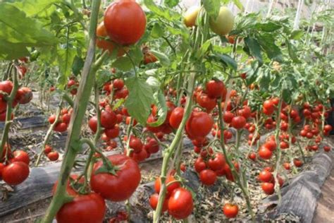 种番茄种子过程 —【发财农业网】