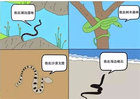 各种动物吃蛇图片：动物世界中吃蛇最厉害的那些动物【组图】_蛇的图片_毒蛇网