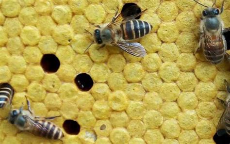 蜂房的功效与作用 蜂房的用法用量和使用禁忌 - 中药360