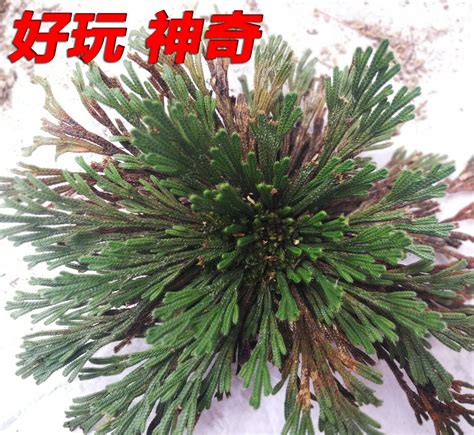 新货云南中药材卷柏九死还魂草石柏岩柏草500g克包邮品无硫-阿里巴巴