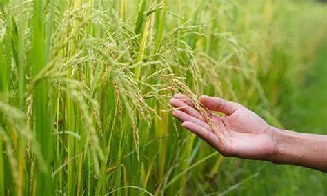杂交水稻怎么培育出来的？ - 农业种植网
