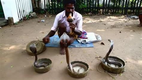 南印度人玩蛇还真是有一套，蛇咬了都没事_腾讯视频