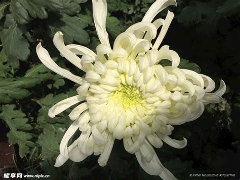 【白色菊花摄影图片】生态摄影_太平洋电脑网摄影部落
