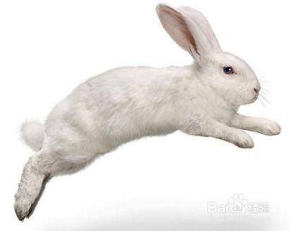 兔子兔头发爪子兔形目说谎尾巴毛皮哺乳动物生物新生耳朵高清图片下载-正版图片320825318-摄图网