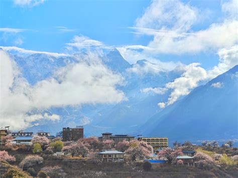 【林芝桃花】3月底，在西藏江南邂逅一场雪域桃花盛宴,林芝旅游攻略-游侠客社区