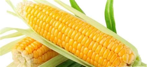 玉米是怎样分类的？作为种业人你一定要明白_籽粒