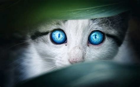 在沙发上闭蓝眼睛可爱小猫科动物波斯语肖像高清图片下载-正版图片307739555-摄图网
