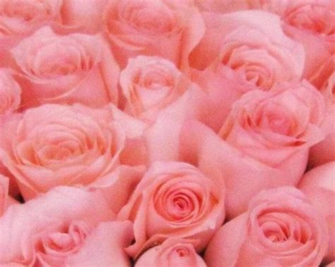 玫瑰数量的含义玫瑰数量20(520鲜花寓意有哪些？520鲜花送几朵比较好？) - 【爱喜匠】