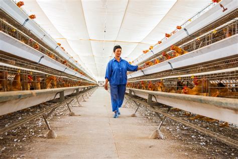 巩留：现代化养鸡场助力乡村产业振兴