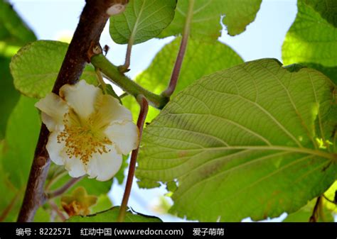 毛花猕猴桃Actinidia eriantha Benth._植物图片库_植物通