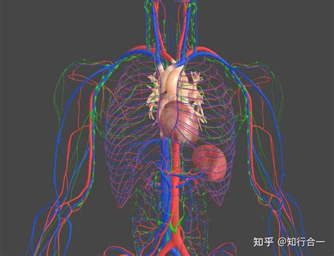 肠系膜上静脉（人体解剖学 名词）_技点百科