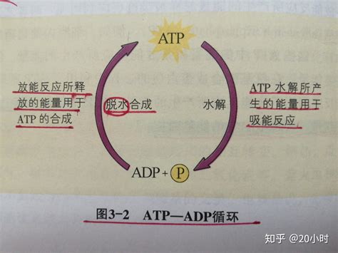ATP/ADP比值减小为什么会促进氧化磷酸化？ - 知乎