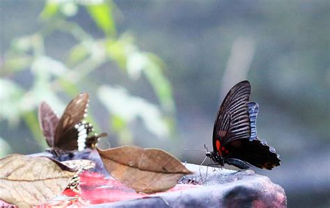 国际生物多样性日 邀您云赏中国·红河蝴蝶谷