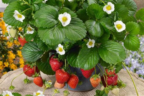 盆栽草莓的种植方法，土壤要肥沃维持散射光 - 农村致富网