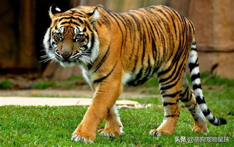 世界上最大的老虎，西伯利亚虎大战非洲狮__凤凰网