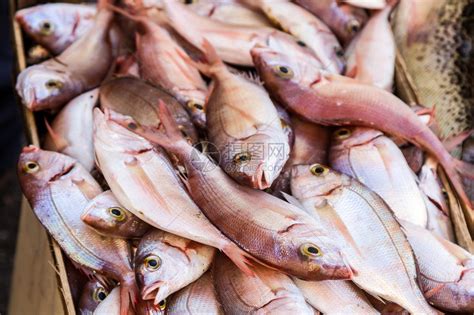 “鱼样方” 我国沿海水产市场有哪些鱼？ | 中国国家地理网