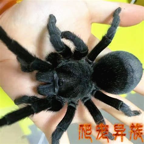 黑蜘蛛图片