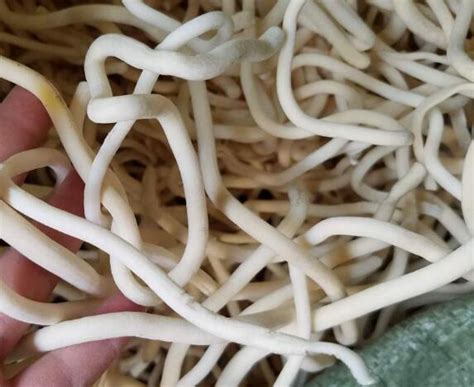 小通草图片