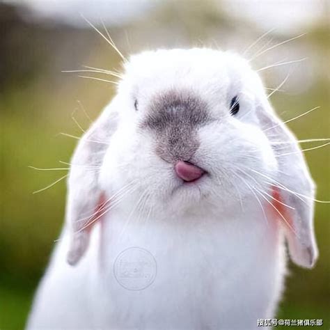 一只兔狲为什么会叫“狲思邈”呢？网友们把谐音梗玩出了新花样_国家_野生动物园_规定