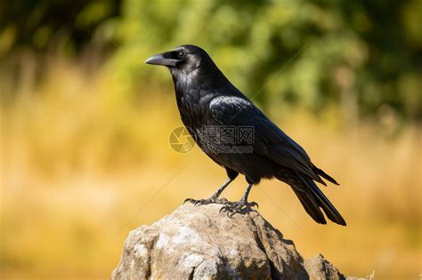 黑色的乌鸦图片(10张)_动物图片_PS家园网