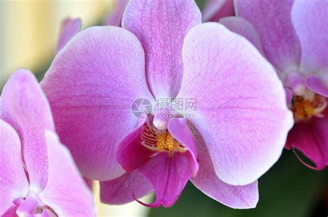 大型紫兰花高清图片下载-正版图片320127100-摄图网