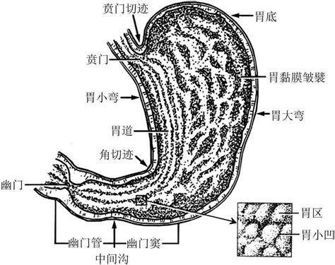 胃窦的位置图片