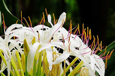 珠兰花图片