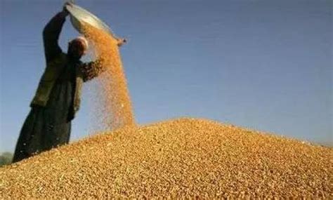一亩地产多少斤小麦，1亩地产多少大米，小麦|admin_人人点