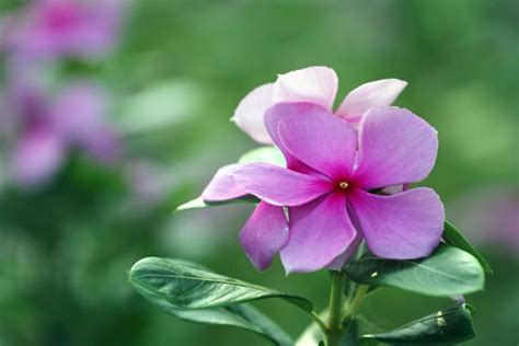 世界上最毒的花排名，世界十大最毒的花是什么花-锡山区绿植鲜花花瓶批发(花艺)-煤炭资讯