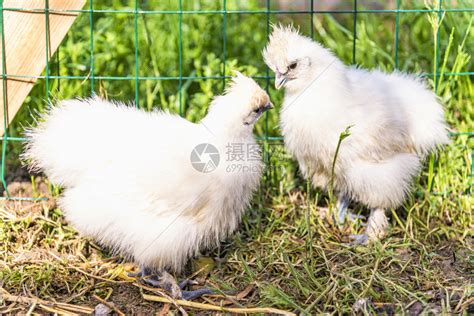 养鸡技术｜观察鸡群姿势行为、粪便及声音判断鸡只症状__凤凰网