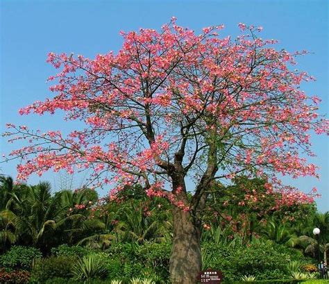 大红花植物图片,大果红花油茶树,长在树上的大红花图片_大山谷图库