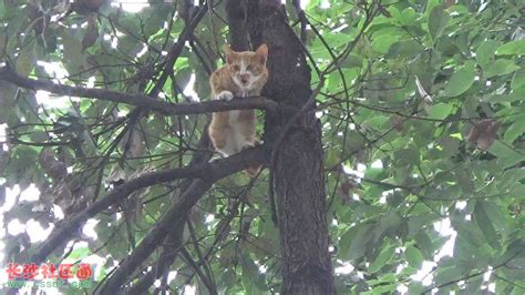 小猫七楼坠下 抓住树冠幸存 被困树顶2天_其它_长沙社区通