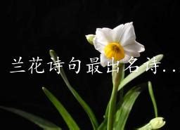 赞美木兰花的诗句,一句话形容木兰花,形容兰花气质清雅诗句_大山谷图库
