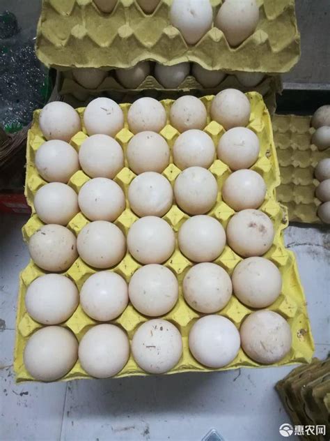 [鸭种蛋批发]番鸭种蛋 非洲雁 出售种蛋 诚信为本量大从优价格3元/个 - 惠农网