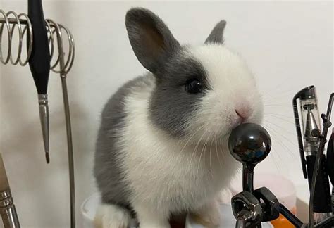 侏儒海棠兔如何护理 - 茶杯宠物网