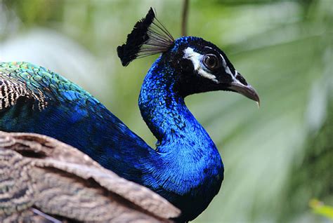 【蓝孔雀摄影图片】香江野生动物园生态摄影_太平洋电脑网摄影部落