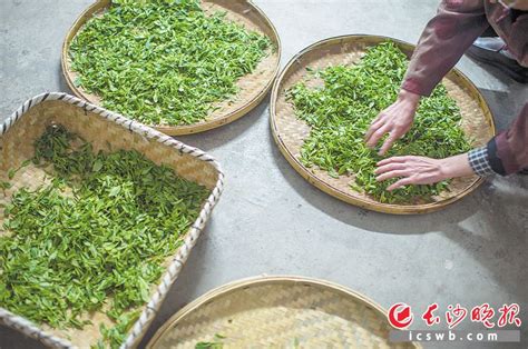 “长沙绿茶”如何实现综合总产值破百亿目标 专家建议加强区域政策和品牌的整合力度 - 三湘万象 - 湖南在线 - 华声在线