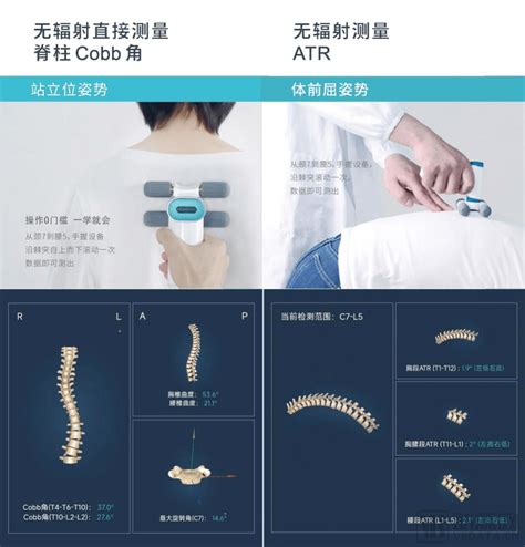 彩色脊椎模型（脊柱模型） - 人体骨骼模型 - 上海秉恪科教设备有限公司