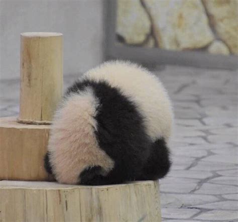 熊猫头头像图片