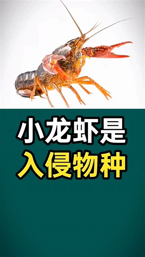 小龙虾高清图片下载-正版图片501345021-摄图网