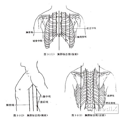 胸部标志线(前面观)-外科解剖学-医学