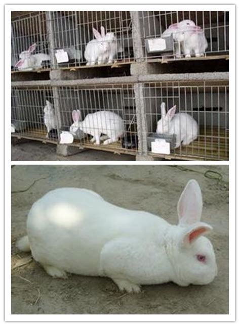 幼兔养殖场和育种野兔农民夫妻农业农场兔子婴儿生活眼睛动物高清图片下载-正版图片321976780-摄图网