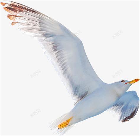 自由飞翔的海鸥摄影png图片免费下载-素材7ymVajajg-新图网