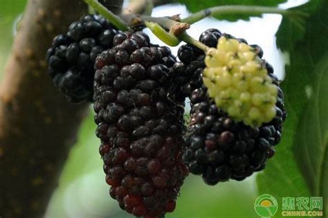 黑莓和桑葚的区别是什么？ - 惠农网
