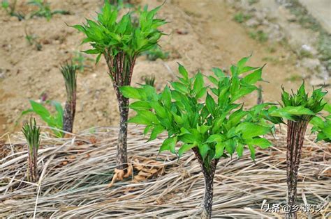云南文山：打造6千亩标准化智能化魔芋种植示范基地 - 植保 - 园林网